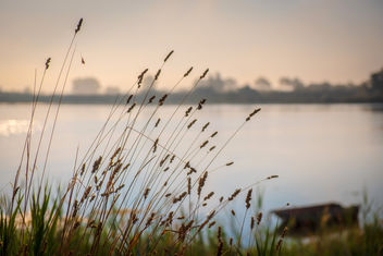 Camargue Morning - image gratuit #459143